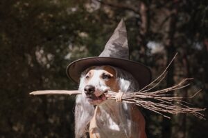 Dog-In-Witch-Hat-Hallowee-