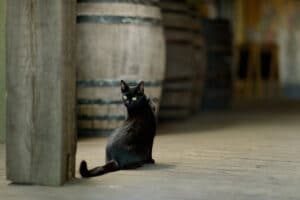 bigstock-Black-Cat-In-An-Old-Winery-154119956-