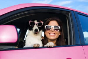 Woman And Dog In Pink Car On Summer Road Trip Vacation. Funny Do-