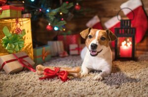 bigstock-dog-jack-russel-under-a-Christ-212483560-
