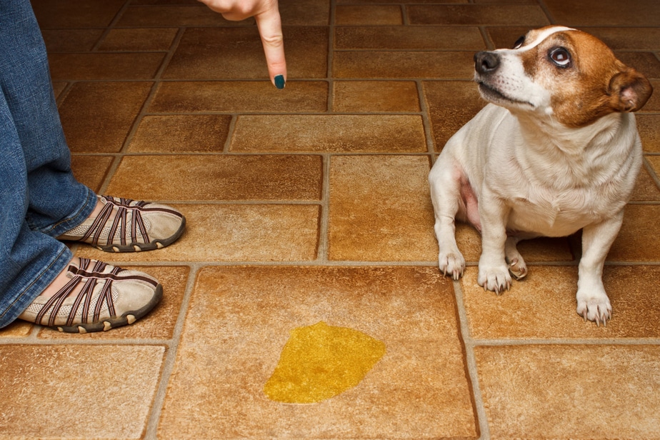 Puppy peeing in same spot in house hotsell