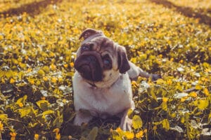bigstock-Pug-Dog-Walking-In-Spring-Fore-237292060-