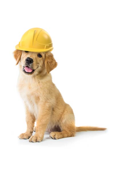 builder-dog
