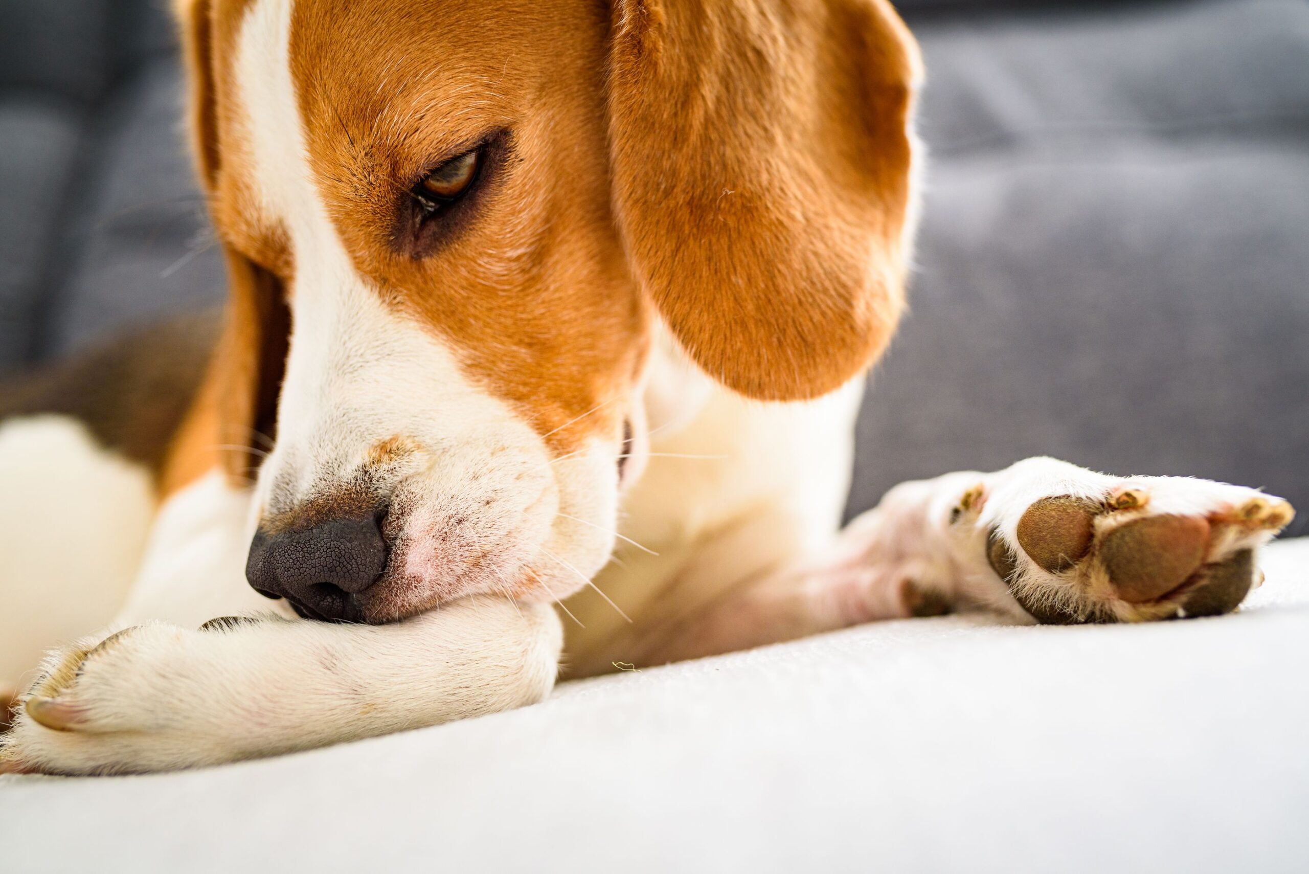 Beagle clearance itchy ears