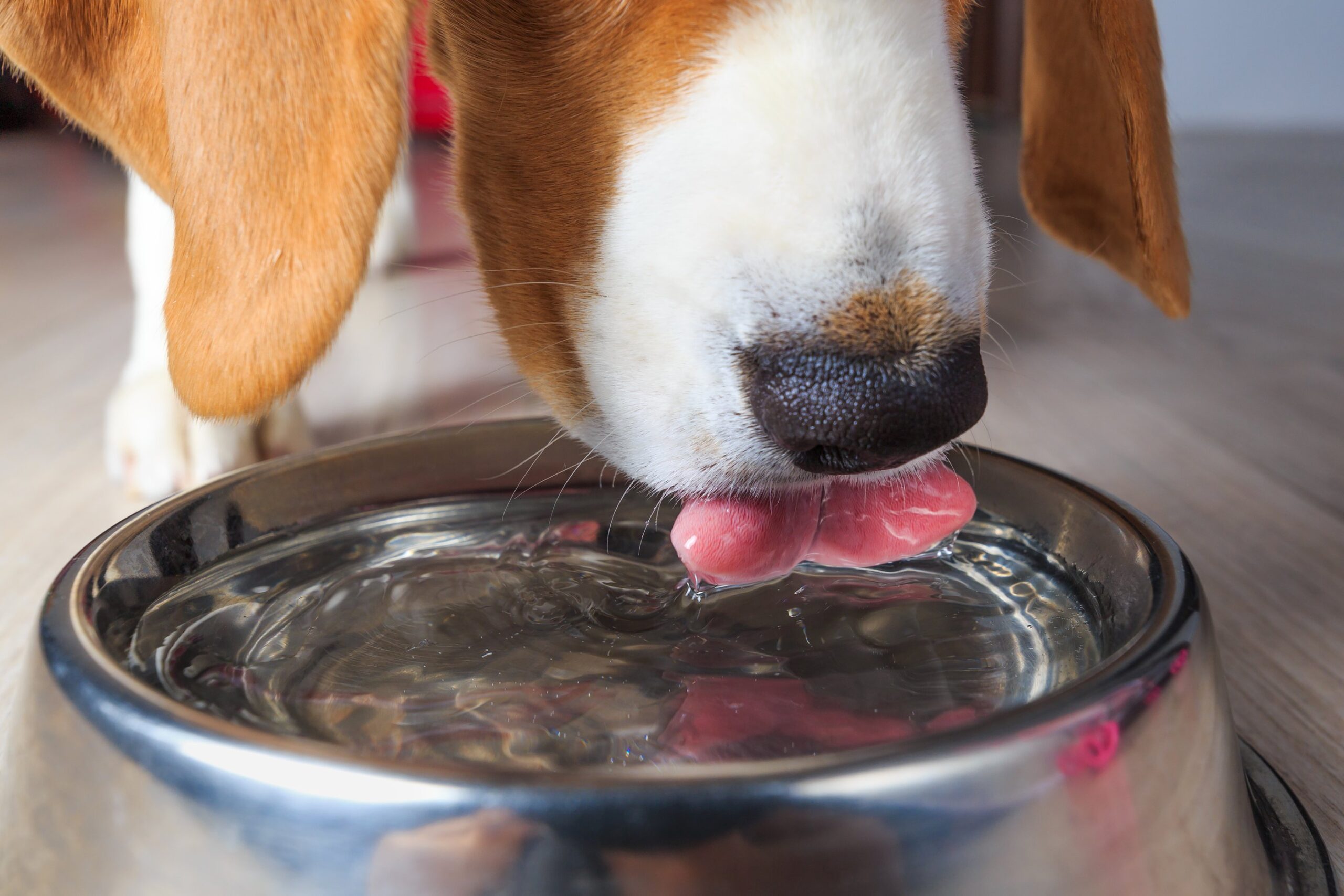 how much water do i give my puppy when potty training