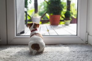 Dog Waiting At Doors