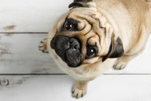 Cute Biege Pug Dog Is Sitting On A White Wood Background. Sad Pu