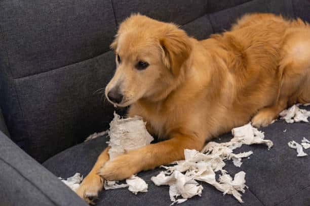 Dodgy golden retriever puppy lying on sofa and biting tissue paper stock photo