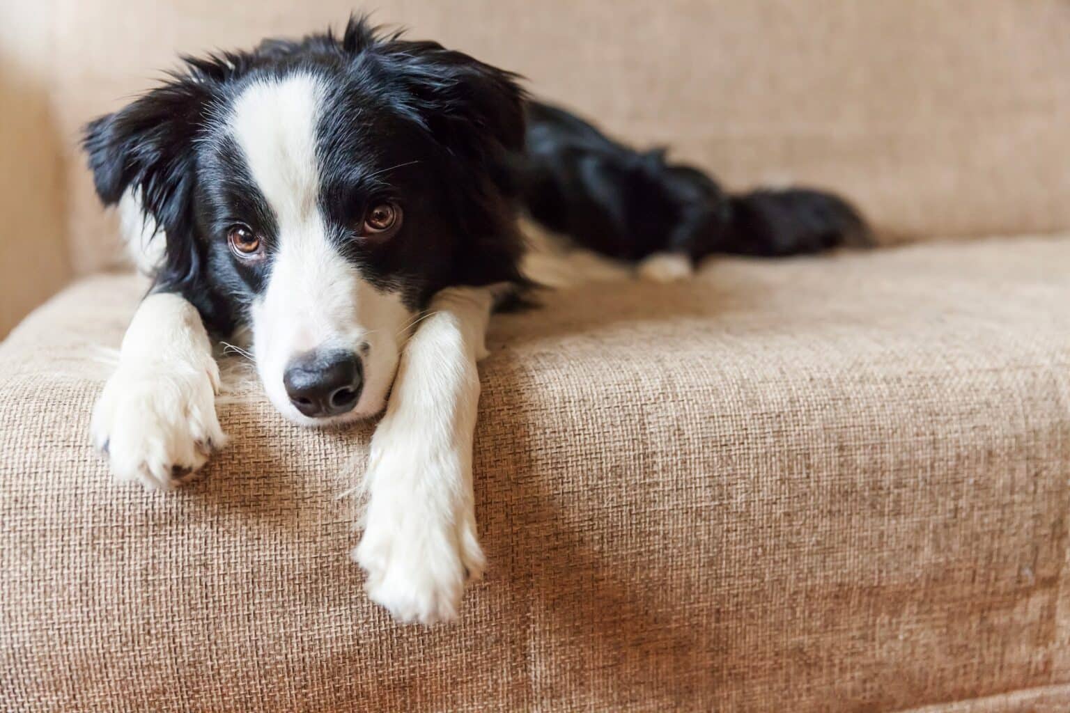 How To Help Separation Anxiety In Dogs Healthy Solutions For Pets