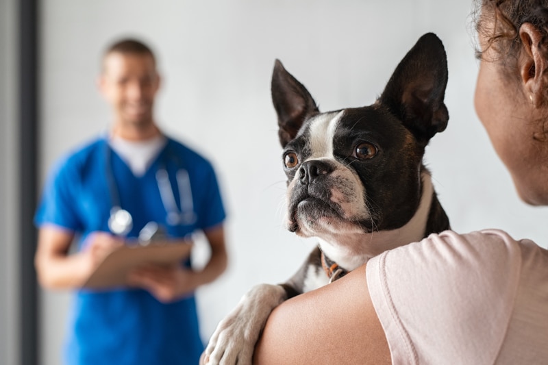 Dog Visiting Vet