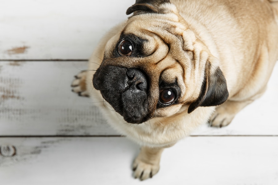 how To Stop a Dog From Whining Healthy Solutions For Pets