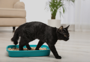 Black-Cat