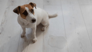 Seating-dog