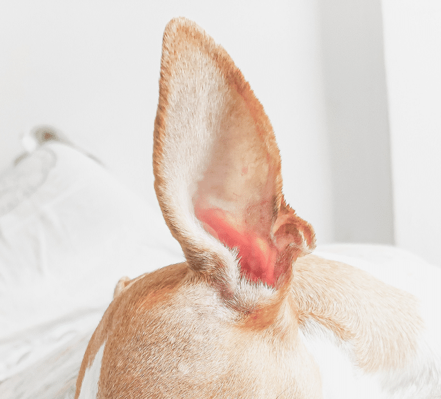 My dog's ear is store red inside and itchy